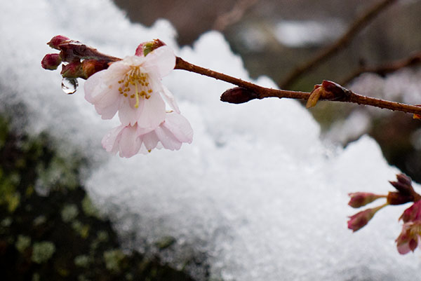 Snow_Flower